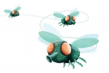 MOSCA DOMÉSTICA