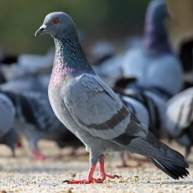 CONTROLO DE AVES